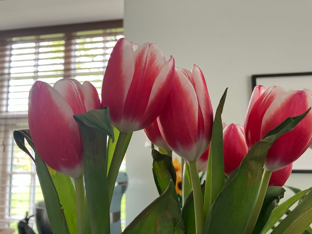 Pink and white tulips against a white indoor wall