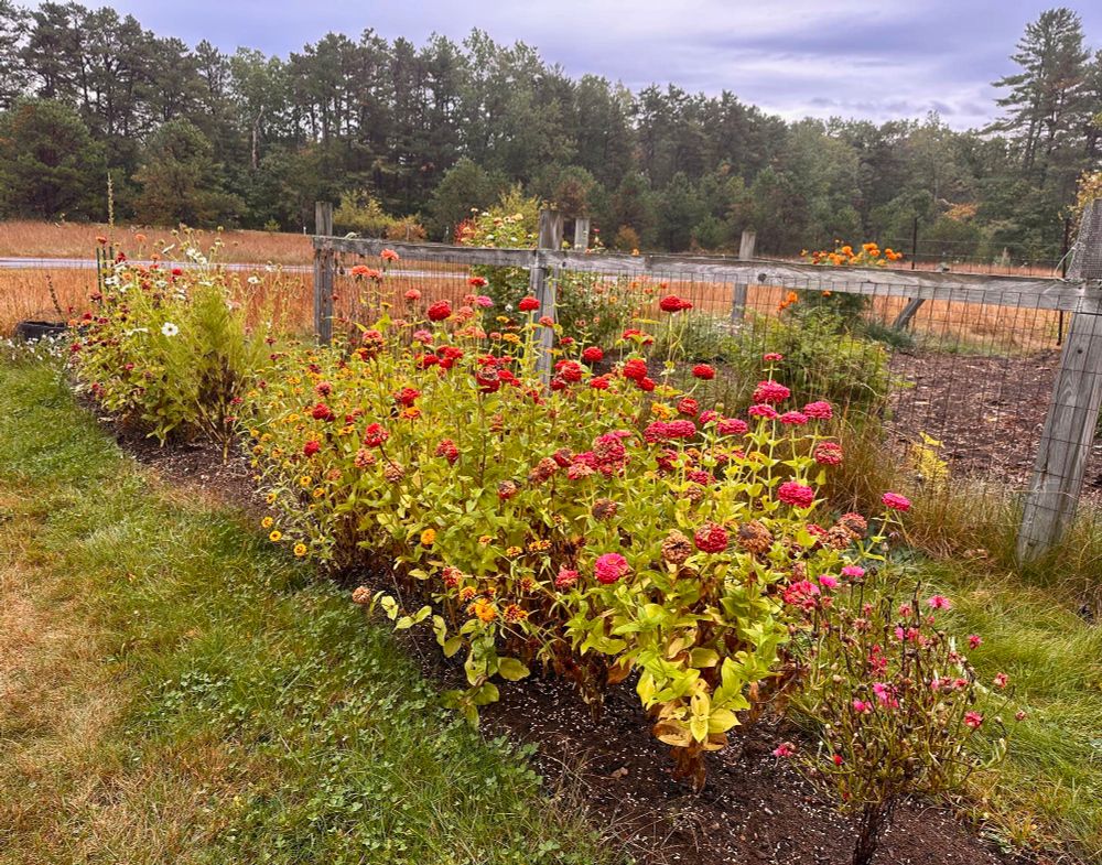 Zinnias, cosmos, cornflower, marigolds and snapdragons 