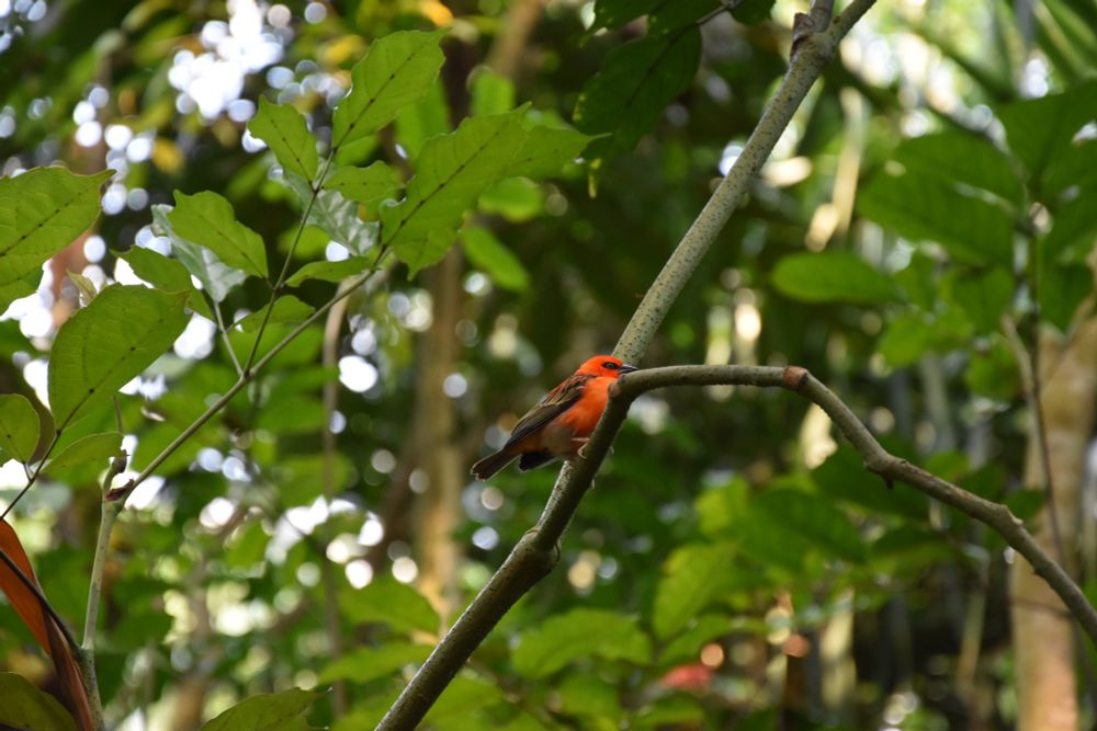 Photo of a Madagascar Red Fody.