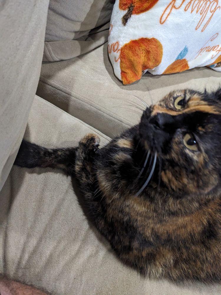 A tortie cat sitting with her front legs crossed 