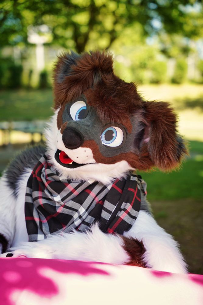 Takeru, the fluffy, floppy-eared Border Collie fursuiter, is lounging comfortably on a bean bag in the middle of a sunny green lawn at Furciety.