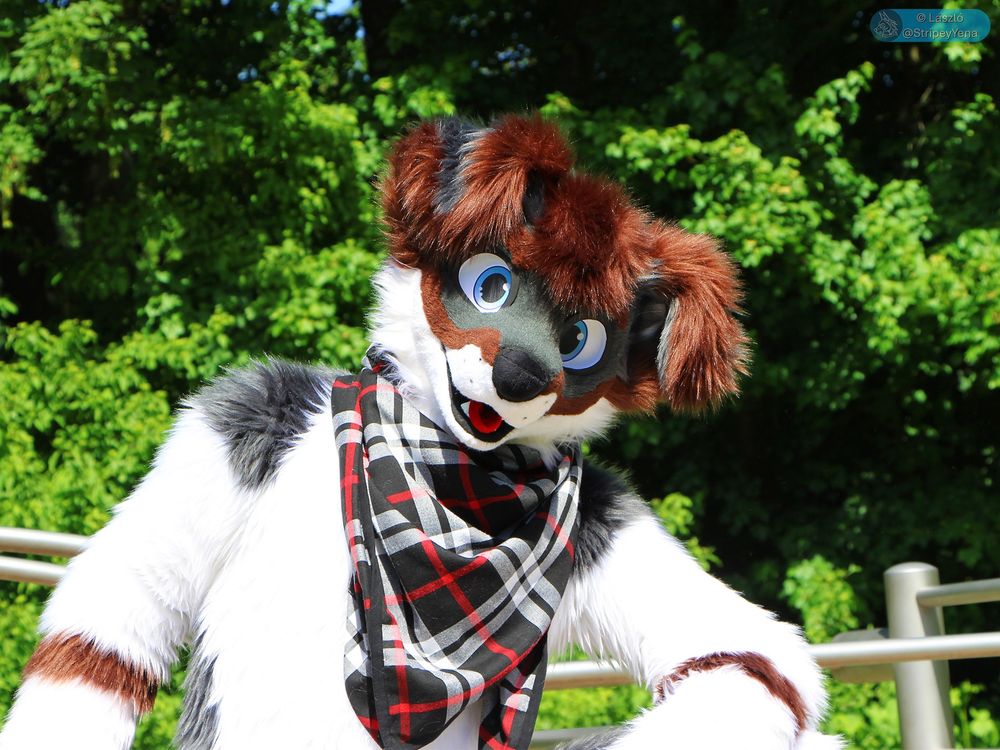 Takeru the fluffy, floppy eared border collie fursuiter sitting on playground equipment, looking directly at the viewer with a slightly tilted head.