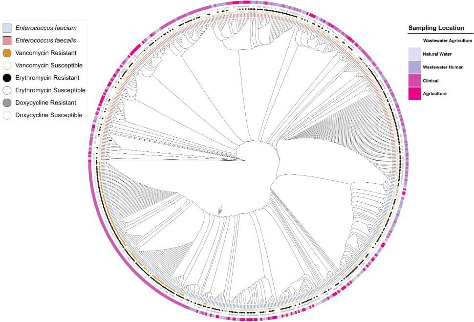 Circular phylogenetic tree showing Enterococcus species with antibiotic resistance and susceptibility, annotated by sampling locations including wastewater, natural water, clinical, and agriculture.