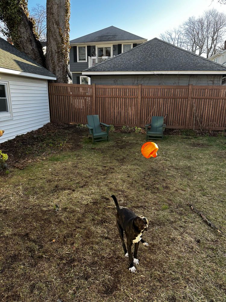Dog looking up at a dog toy thrown in her direction. 