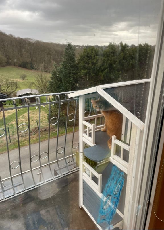 Blick aus meiner Balkontür. Im Hintergrund sieht man das Tal, regenschwere Wolken und den Wald, im Vordergrund den Minibalkon mit dem Katzenhaus, in dem Nilou oben sitzt und gerade zu mir schaut. Vorher hat sie über das Tal gesehen.