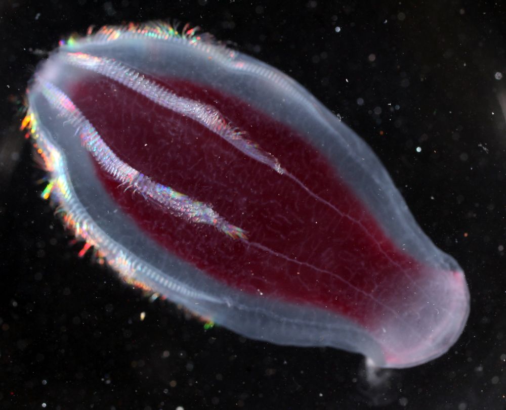 Picture of Beroe abyssicola from the northern Gulf of Alaska. This species is not part of the study. It is just meant to represent Ctenophore (comb jellies).