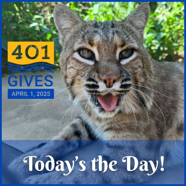 The image shows a bobcat named Dakotah making a funny face at the camera. The text shows that a RI fundraiser for non-profits called "401 Gives" starts today.