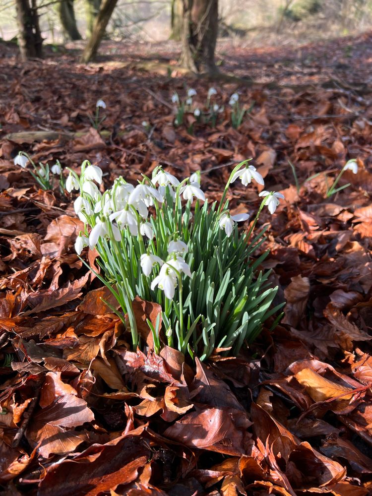 A clump of snowdrops have pushed up into the sunshine through a carpet of long-fallen beech leaves 