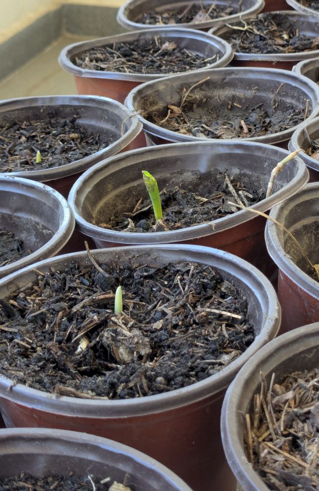 Conjunto de macetas rellenadas con tierra y en algunas de ellaa se observa el coleoptilo de maíz de color verde que emerge como resultado de la germinación de la semilla. 