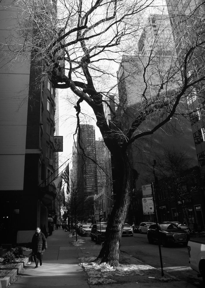 An old man in a puffy coat carrying a briefcase walks down a sidewalk, dwarfed by a dead tree and a series of skyscrapers behind him. 