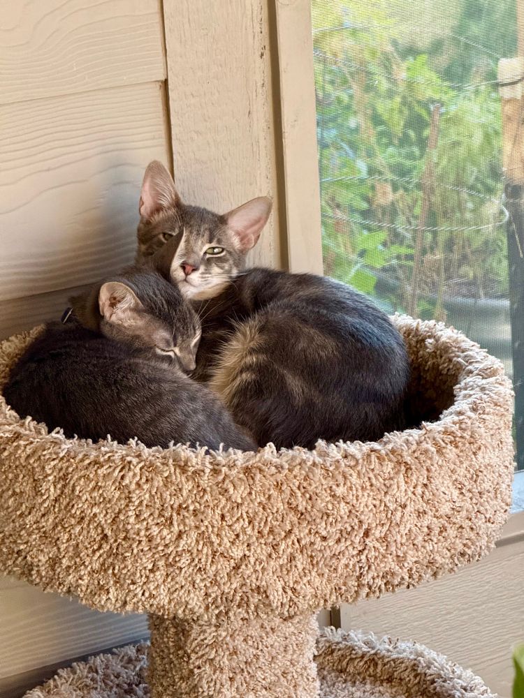 Two gray kitties cuddled up on a cat tree snoozing and enjoying the cool weather in an enclosed patio they have taken over as their own. A Fall garden on its last leg is in the background. 