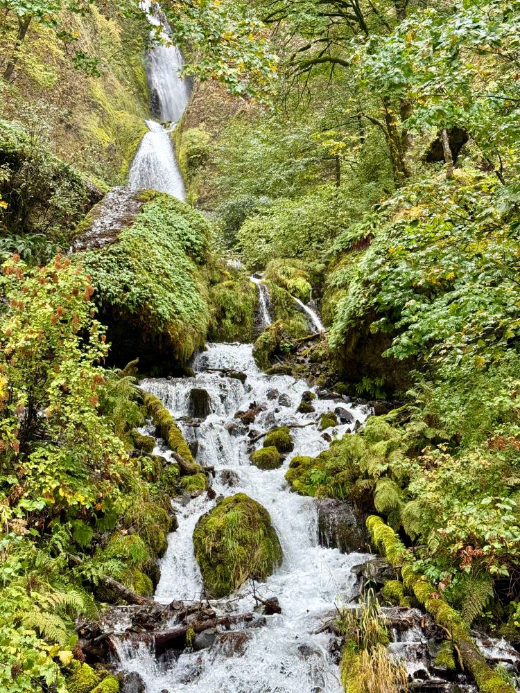 Waterfall flowing down mossy rocks surrounded by vibrant green ferns and trees 