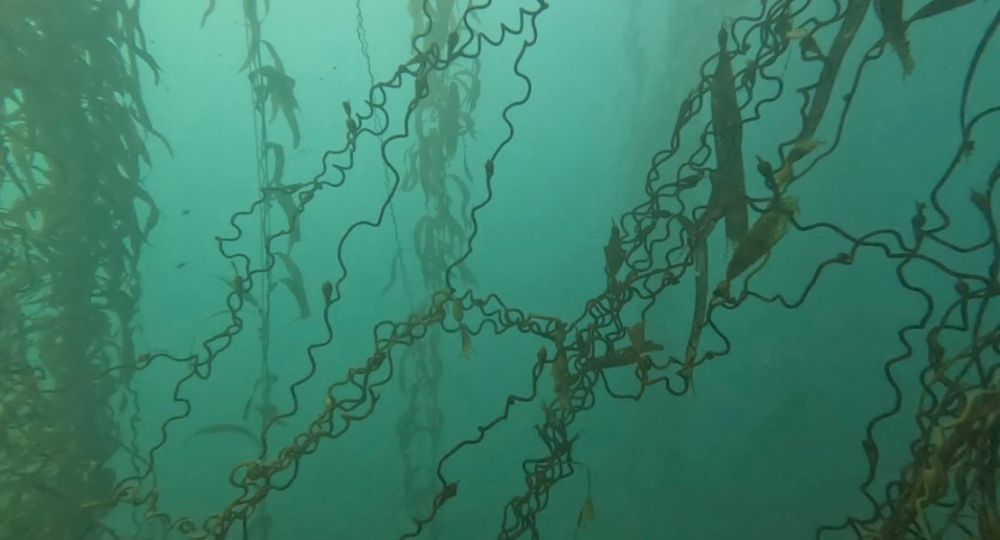 Stipes of the giant kelp Macrocystis that have a very twisted shape that looks like ramen noodles
