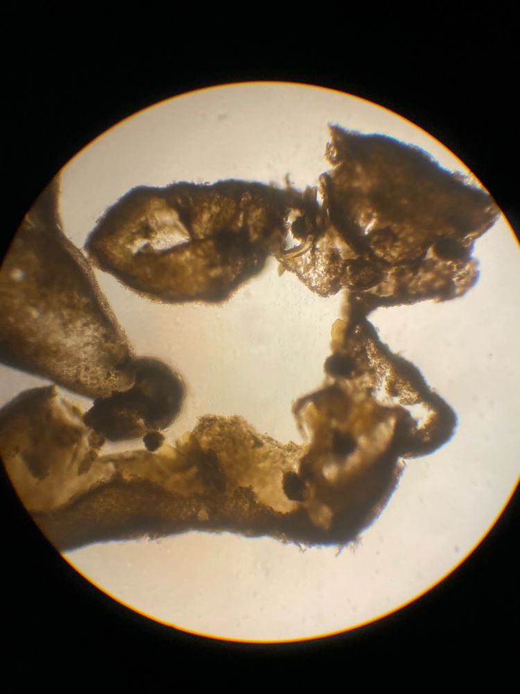 Juvenile bull kelp sporophytes hidden under a mat of diatoms 