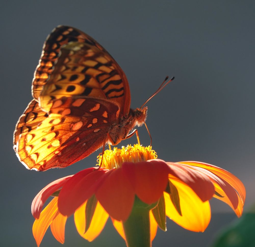A painted lady butterfly perched on an orange flower, both lit by the afternoon sun.