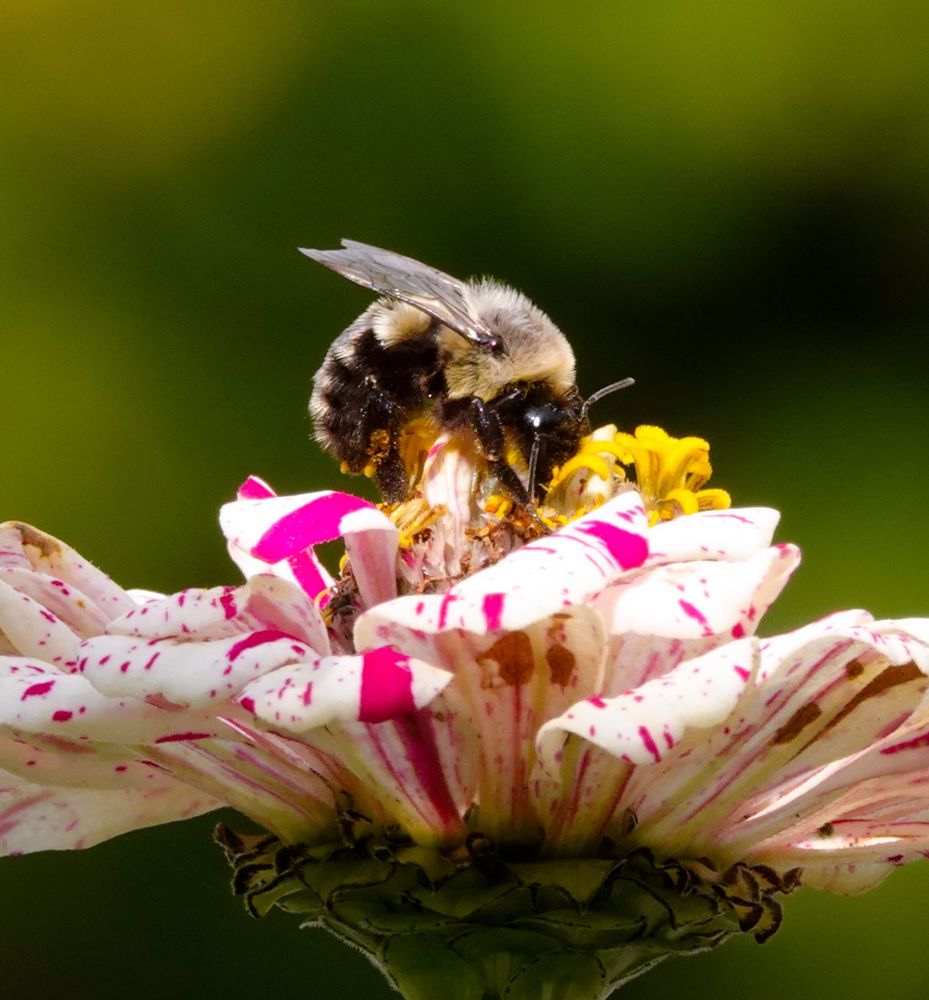 Bumblebee collecting pollen from a pink striped white flower.