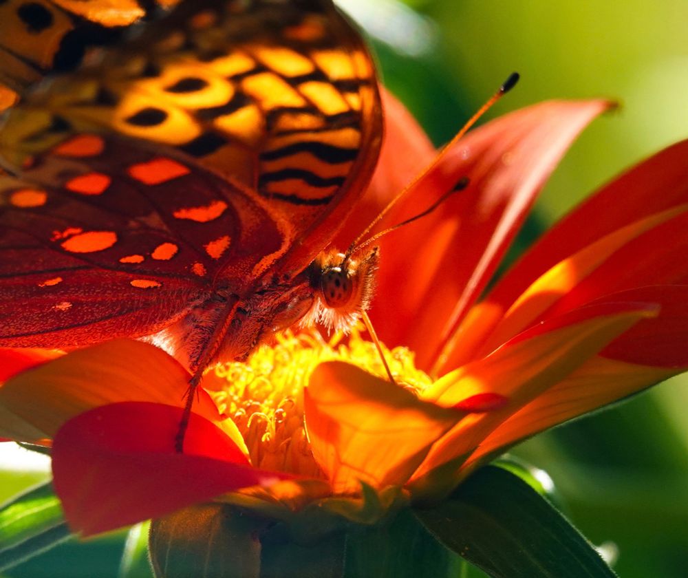 Closeup of a butterfly drinking from a sunlit orange flower.