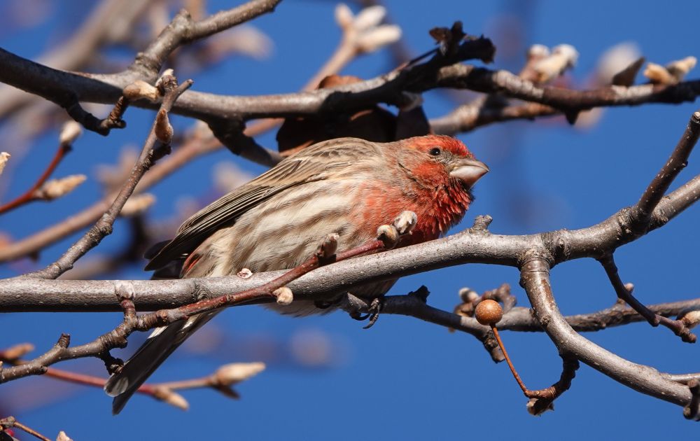 A house finch perched on a twig, looking very concerned toward the right of the frame.