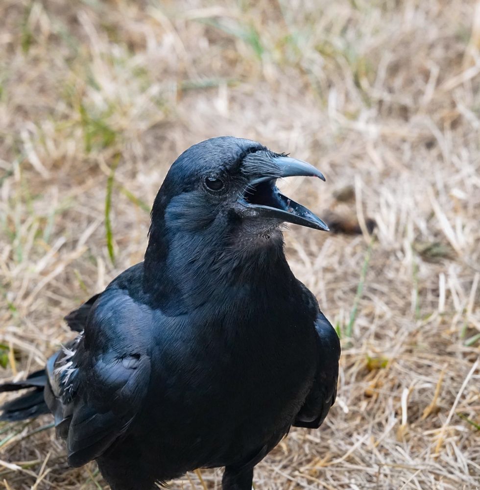 A crow standing on a dry brown lawn with his beak hanging open.