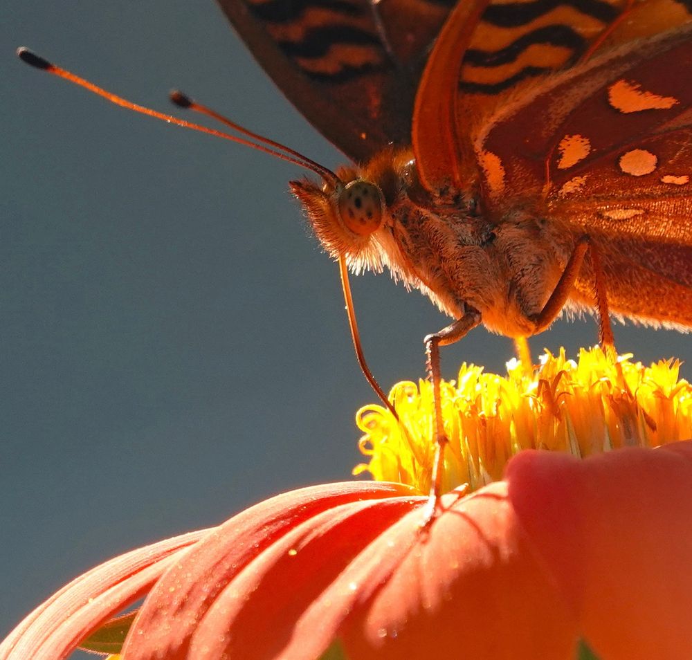 Closeup of a speckled butterfly drinking from an orange flower