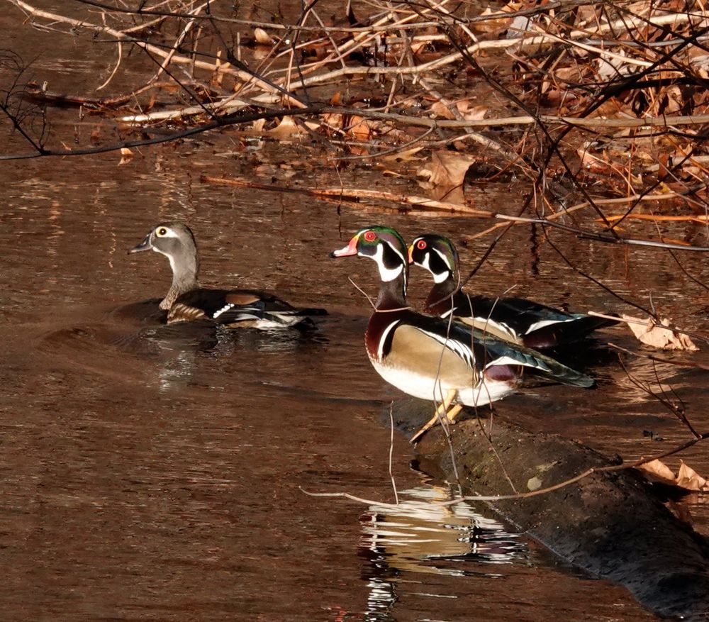 Two male wood ducks and one female, sitting in a shallow river. 