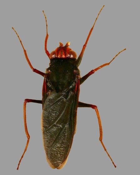 Rhinoceros Stomach Bot Fly (Gyrostigma rhinocerontis), a black-and-orange bot fly specializing in White Rhinos (Ceratotherium simum) and Black Rhinos (Diceros bicornis) in Africa. Credit: Bernard Dupont, https://commons.wikimedia.org/wiki/File:Gyrostigma_rhinocerontis_(Owen,_1830)_1(a)_-_iNaturalist.org.jpg