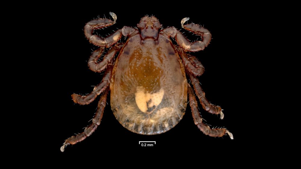 A Ryukyu Rabbit Tick (Haemaphysalis pentalagi), a brown tick that specializes on the Amami Rabbit (Pentalagus furnessi) on Amami Ōshima, one of the southern islands of Japan. Credit: Takamasa Nemoto