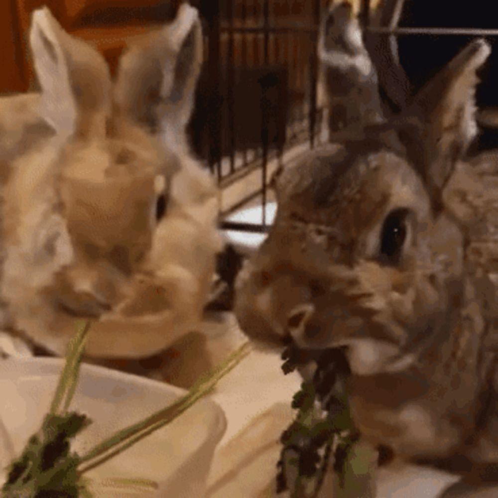 two rabbits are eating leaves from a bowl and looking at each other .