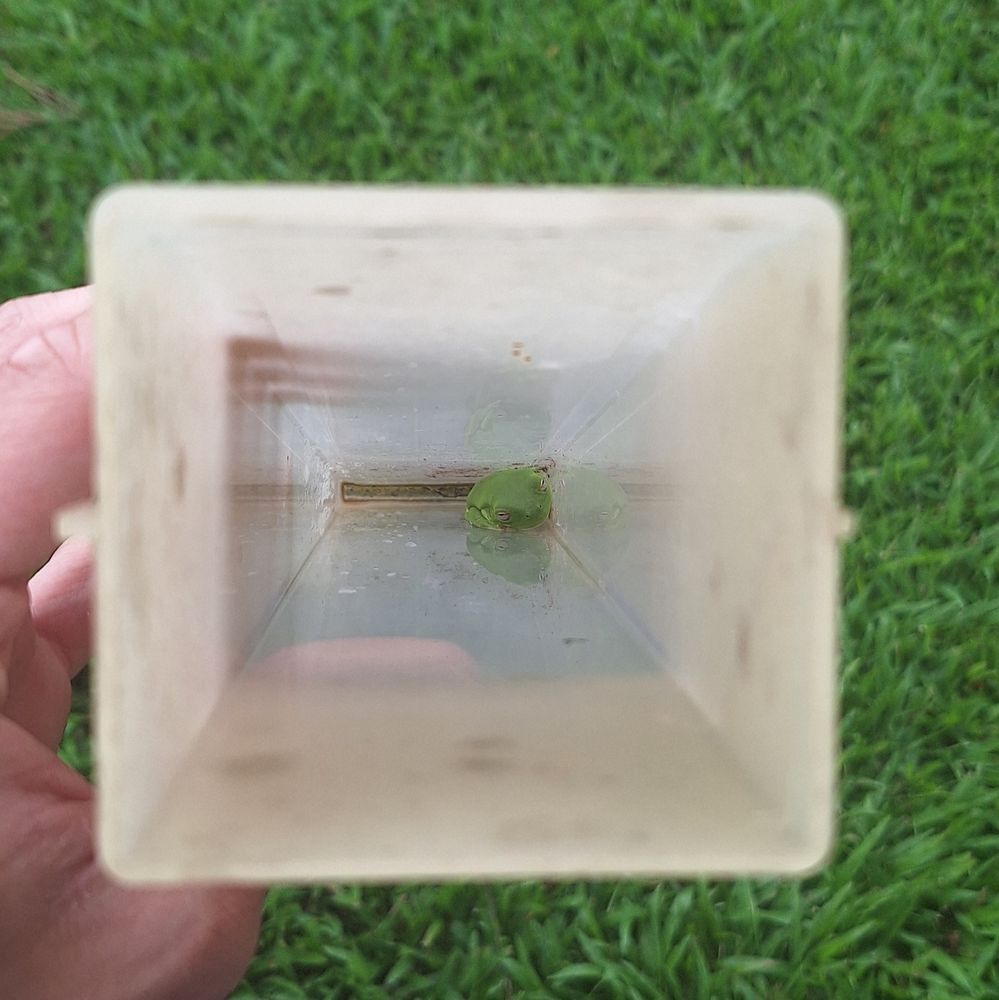 A green tree frog at the bottom of a rain gauge. If you look really closely, you can see a licence to cute on it.