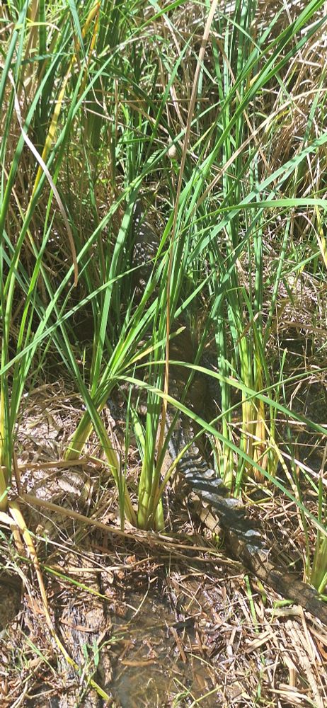 The tail of a freshwater crocodile sticks out from some tall grass. You can see it's head around centre frame.