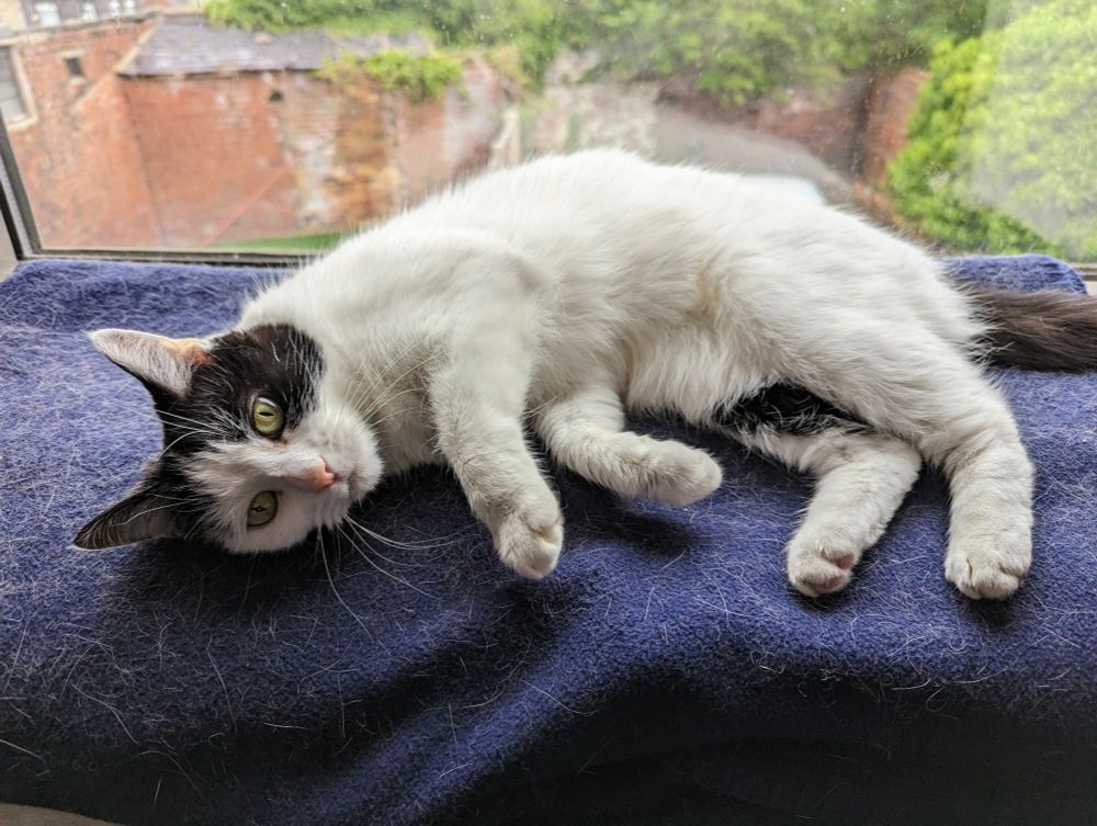 A white and black cat, laid on her side on a blue blanket, red brick walls covered in ivy in the background.