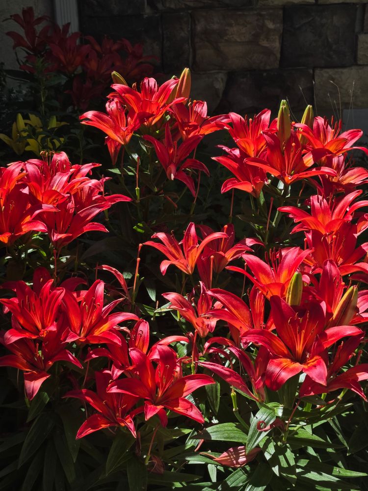 Sunlit red daylilies