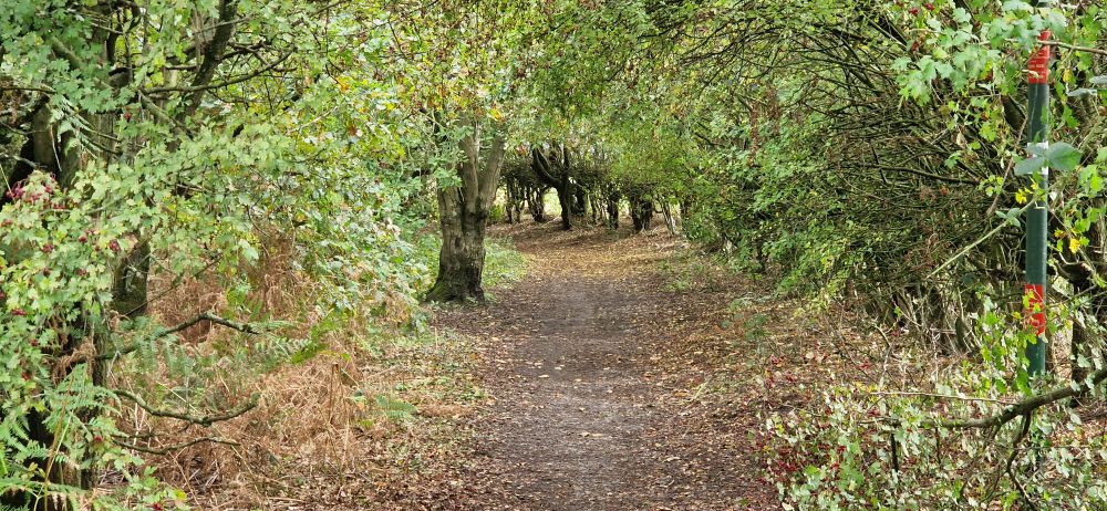 Leaf strewn trail leading through trees.