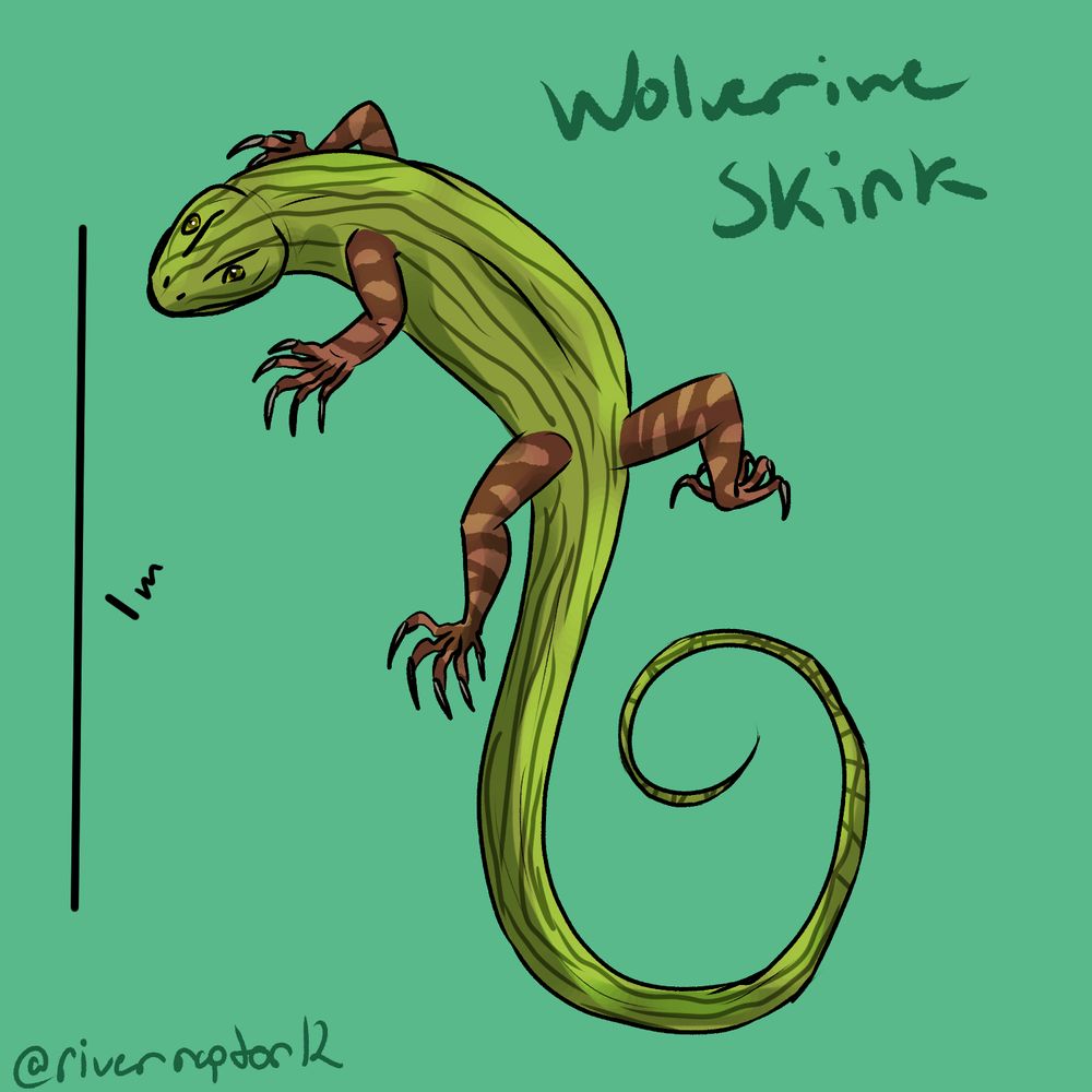 Drawing of a large, striped green lizard with bark-brown legs and a curly tail. 