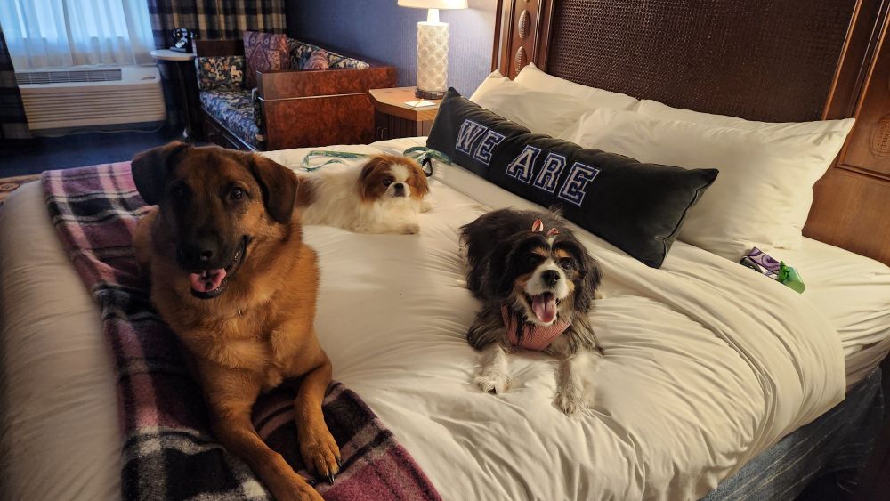 Three dogs lounging happily on a hotel bed at Penn State. A large brown shepherd mix (Bask), a fluffy white and tan Pekingese (Grumble), and a black, white, and tan Cavalier King Charles Spaniel (Naomi) are all looking at the camera. Behind them, a dark green pillow with "WE ARE" stitched in Penn State blue sits against the headboard.