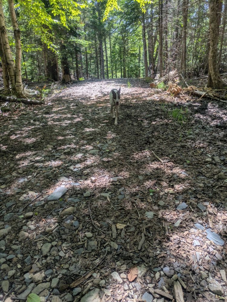 A dog walking along a forest trail