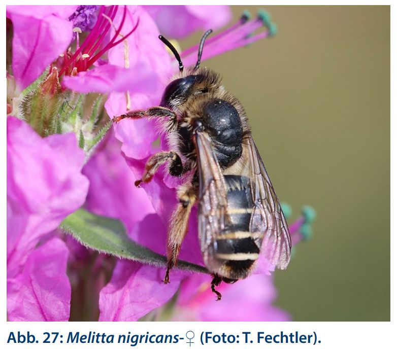 Melitta nigricans