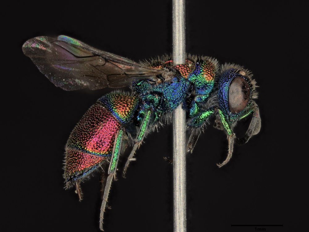 Chrysis leachii