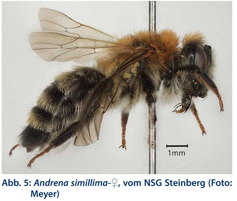 Andrena simillima
