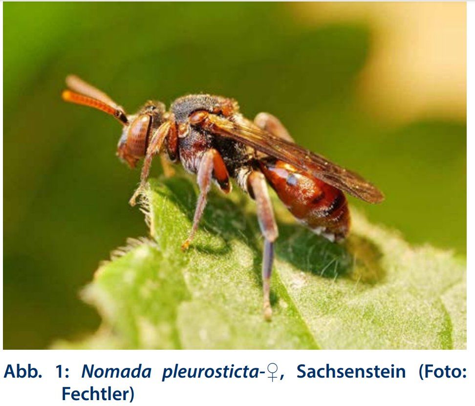 Nomada pleurosticta
