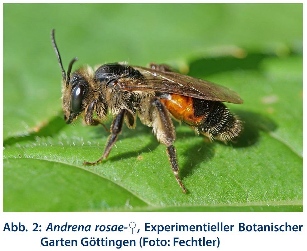Andrena rosae