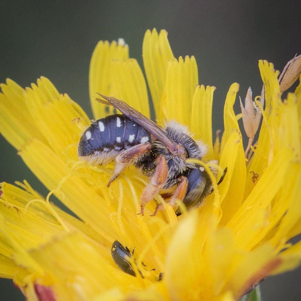 Kleine Wollbiene (Anthidium punctatum)