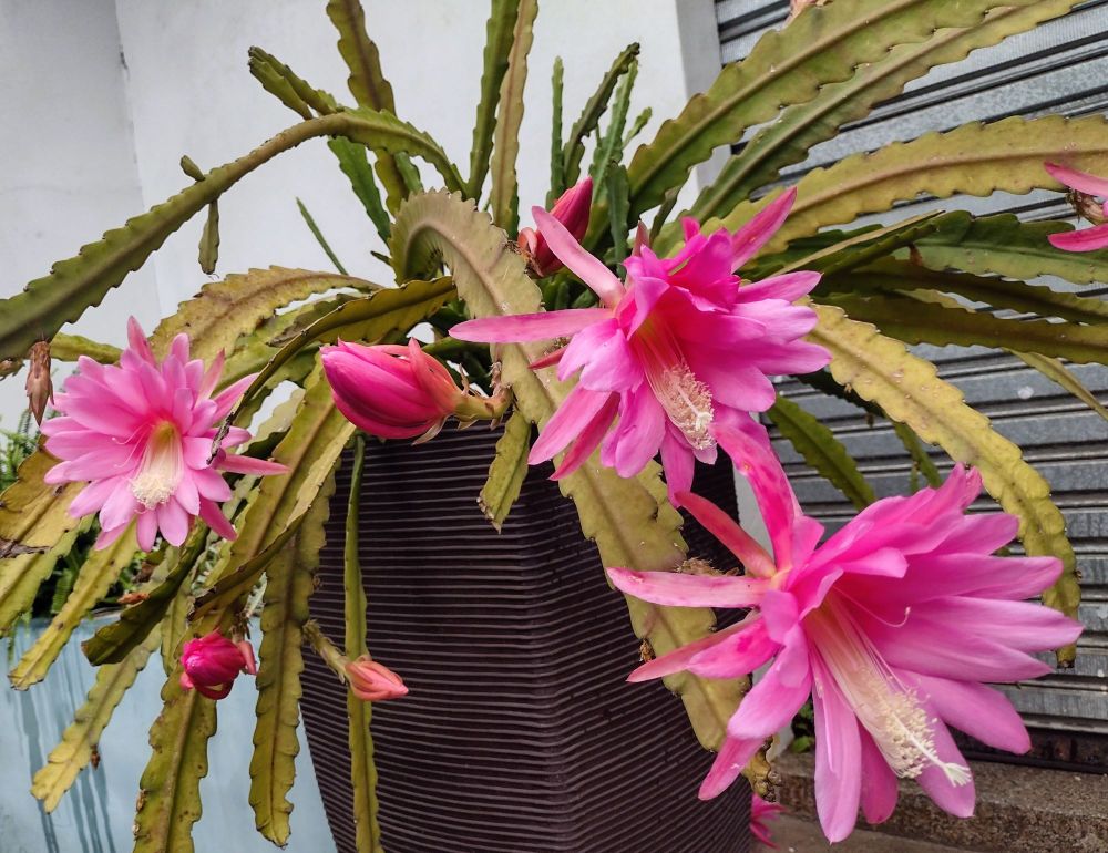 Photo of a pink epiphyllum plant flowering.
