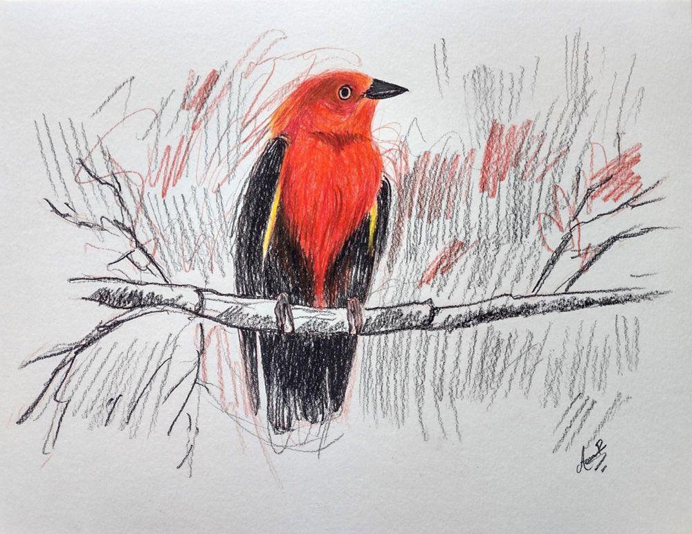 Uirapuru-vermelho (Pipra aureola). Colored pencil drawing.
