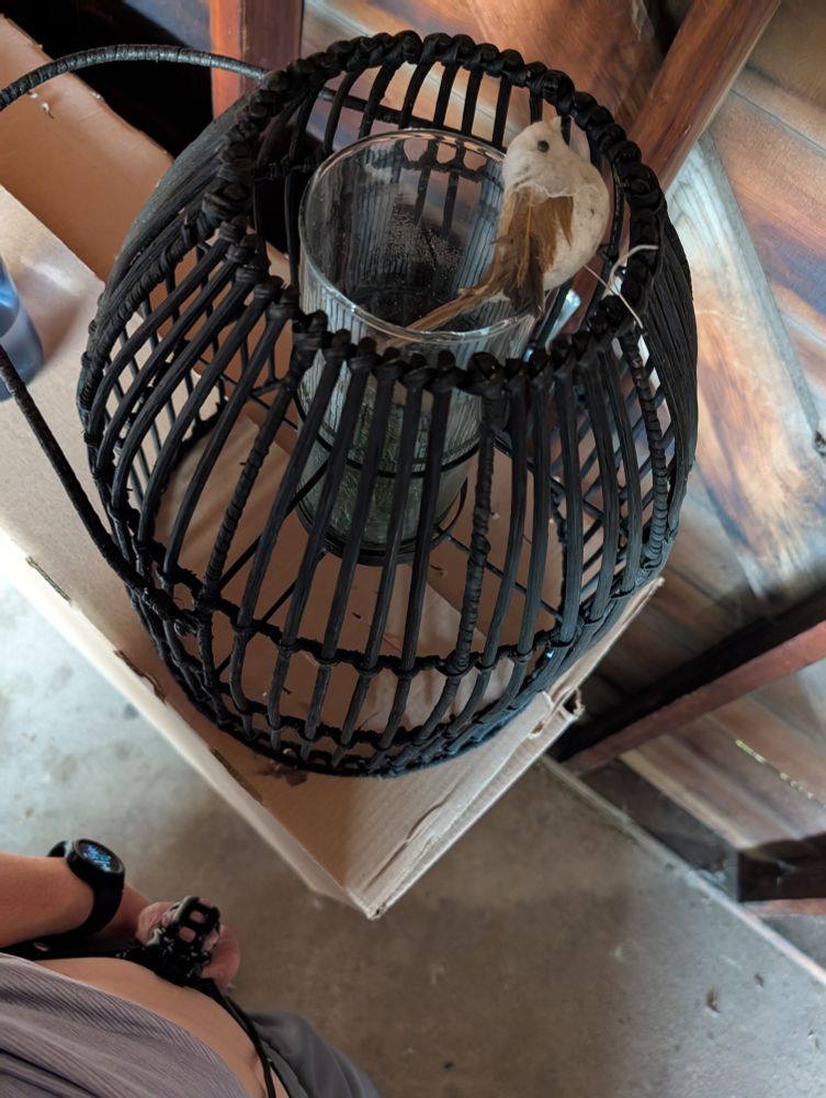 Top down pic in the corner of the garage of a model songbird in a cage in the foreground with a locked penis and smooth balls in the background with a smart watch on the wrist holding down their sweaty shorts