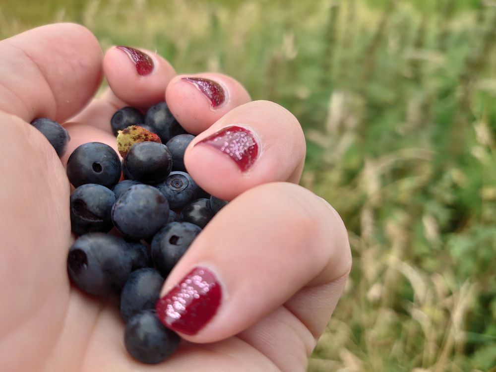 Hand clutching some blueberries 