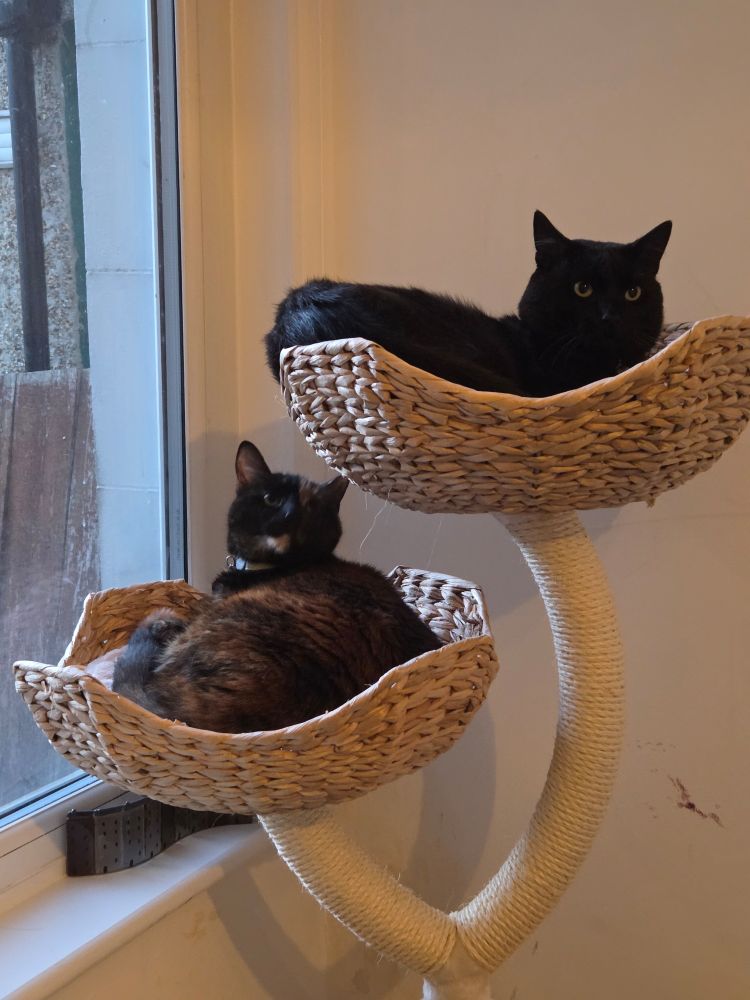 In a cat tree with two levels, the higher level is occupied by a black cat and the lower one by a much older tortie.