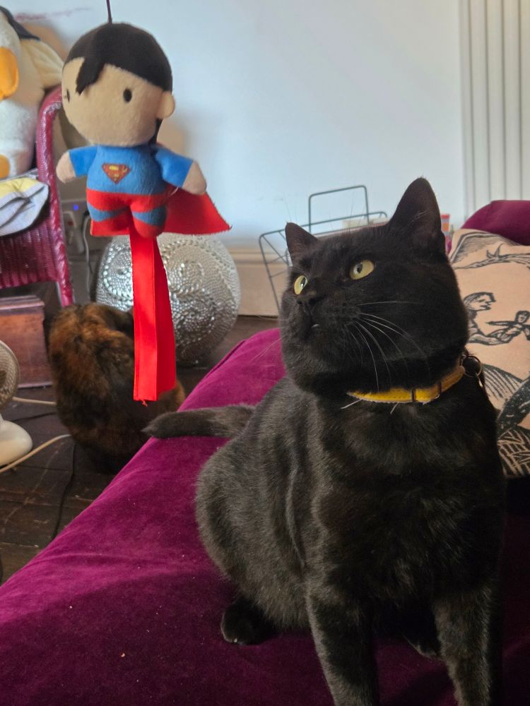 A black cat stares at a dangling superman toy. He is in full fight mode.