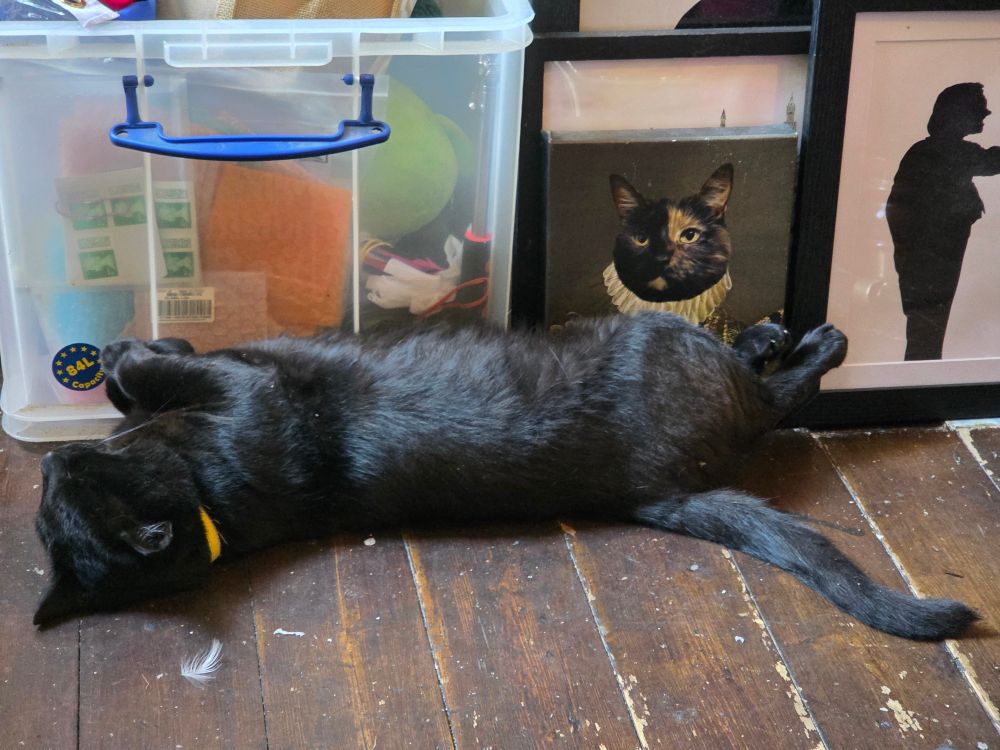 A black cat lies all paws upwards in a wooden floor. He is sleeping.