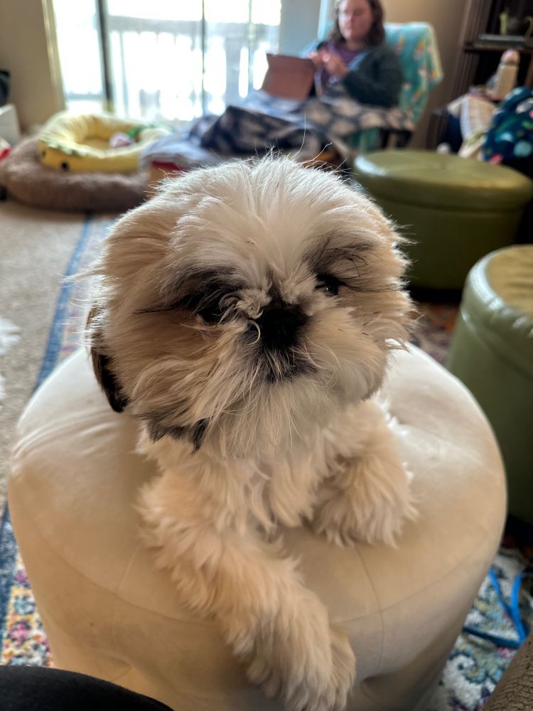 White and brownish Shih Tzu puppy sitting on a footstool, looking deeply into the camera with a very cute puppy face, trying to get you to do anything he wants you to do.
